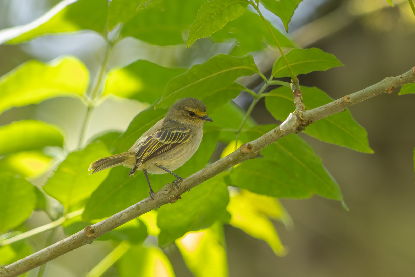 image Golden-faced Tyrannulet